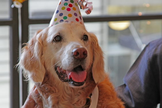 enews's tweet photo. NYC throws the last surviving 9/11 rescue dog a birthday party. Thank you, Bretagne! http://t.co/LVTaK7aiUj http://t.co/mGohiqrOJ0
