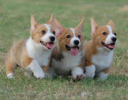 iRazasdePerros's tweet photo. Raza: Corgi Galés Cardigan
Origen: UK
Peso: 11 a 17 kg
Tamaño: Pequeño
Carácter: Amigable vivaz juguetón guardián http://t.co/e7DyV0E5z0