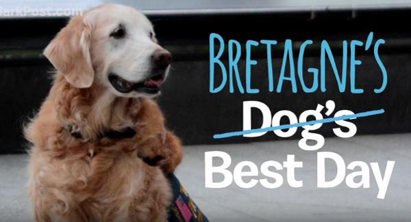 VIDEO: Last surviving rescue dog from 9/11 celebrates 16th birthday | exa.mn/126x (DOD)