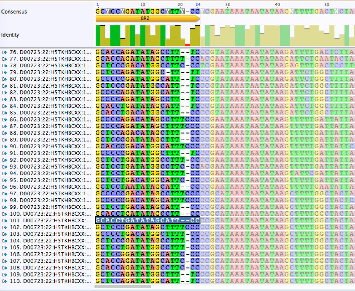 Exiting: looks like a 3bp 3' match +2 'C' might be enough to cause nasty primer shifting! #preliminarydata @leeselab