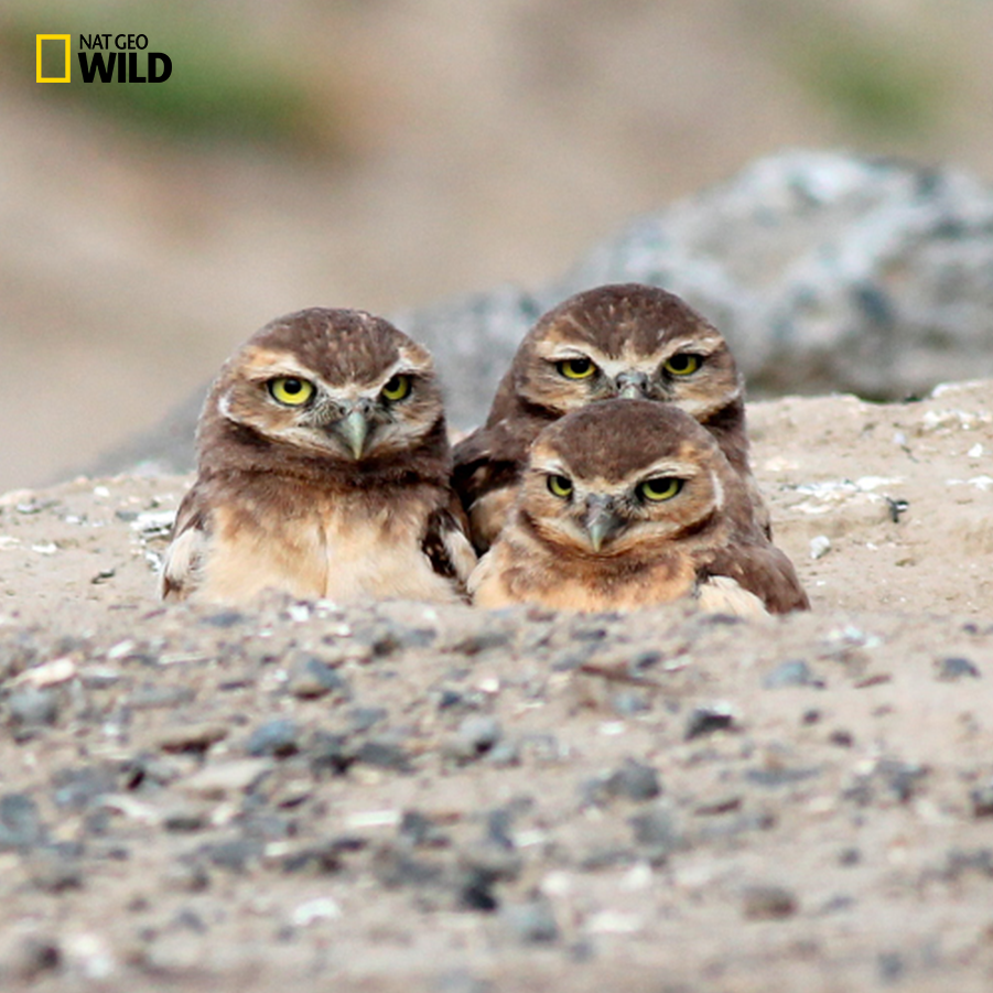 NatGeoAnimals's tweet image. #FactFotoFriday: Most owls live alone, but not burrowing owls. They often live in groups known as parliaments!