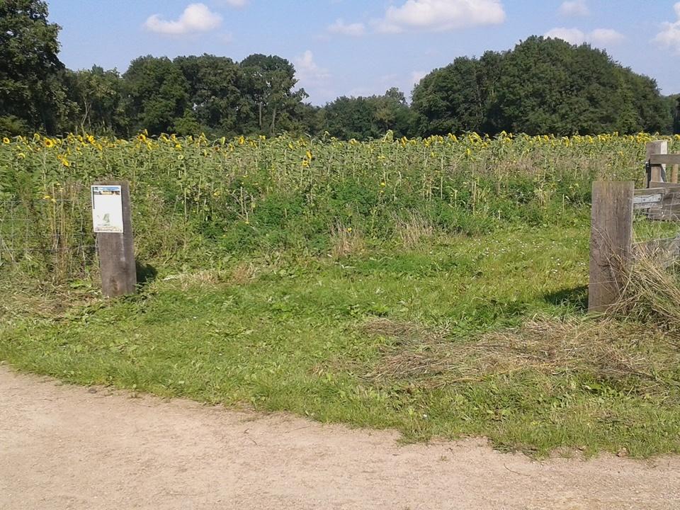 Het zonnebloemen veld #glk bij kasteel #waardenburg is geopend.
