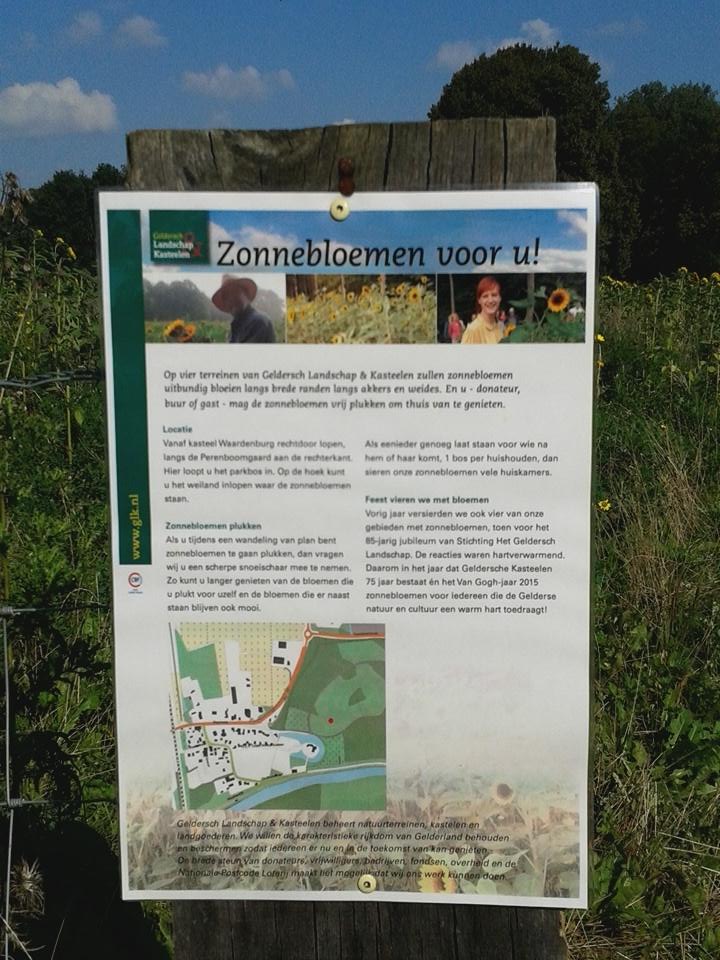 gerardvangriens's tweet photo. Het zonnebloemen veld #glk bij kasteel #waardenburg is geopend. http://t.co/6PWatKjMcR