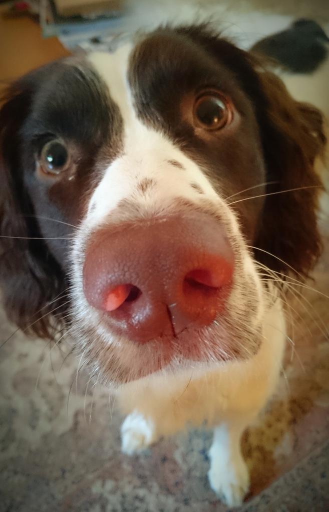 outdoorsjess's tweet photo. "Is this close enough mum?!" #ESS #spanielface http://t.co/mcDk3bTC5C