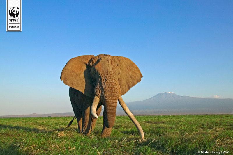 Рост африканского слона. Африканский саванный слон. Бивни африканского слона. Слоны с бивнями. Слоновый бивень.