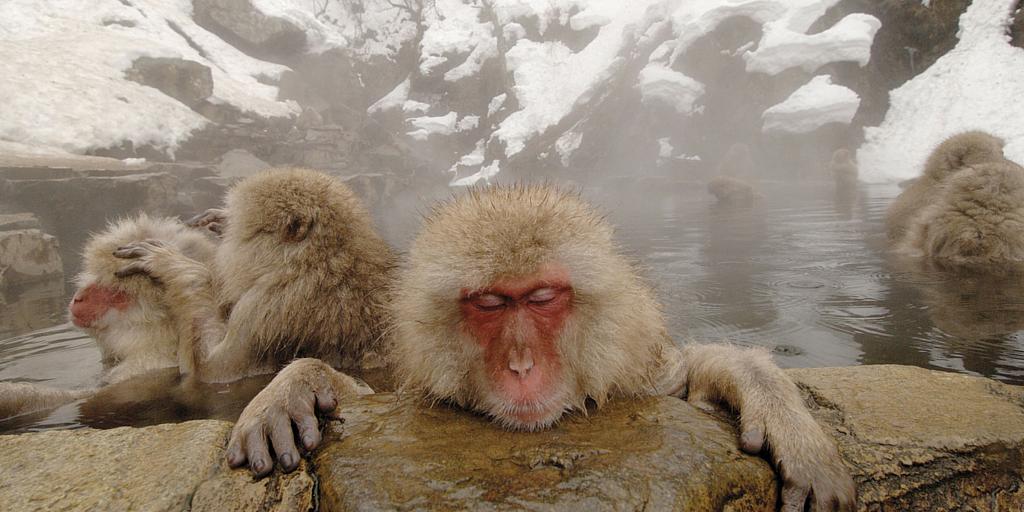 EmbBooks's tweet image. Friday you say? Time to chill out #snowmonkeys photography courtesy of @angelantics  embooks.co.uk/snow-monkeys