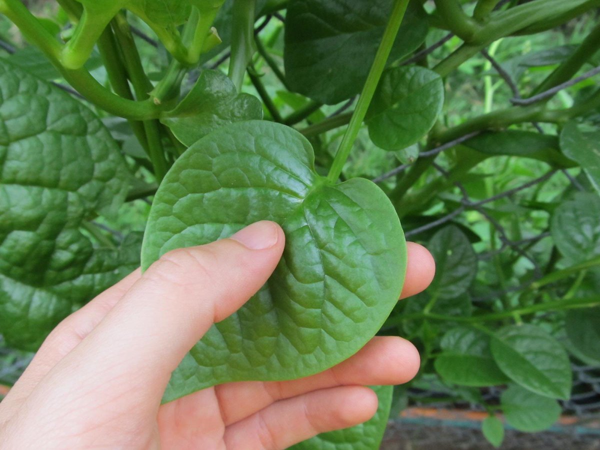 CoCreativeFarm's tweet image. The #veggieoftheweek is malabar spinach! Come see us this Sunday at Galveston's Own Farmers Market. #GOFM