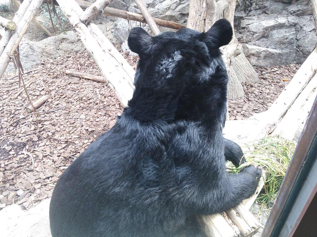 酒口 Oage 178 2rt 熊と虎の組み合わせが個人的に大好き 後はシロクマのおけつ 熊の後ろ姿 虎の後ろ姿 Http T Co F4unxorocf 酒口 Oage 178 2rt 熊と虎の組み合わせが個人的に大好き 後はシロクマのおけつ 熊の後ろ姿 虎の後ろ姿 Http T Co F4unxorocf