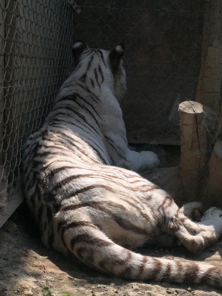 酒口 Oage 178 2rt 熊と虎の組み合わせが個人的に大好き 後はシロクマのおけつ 熊の後ろ姿 虎の後ろ姿 Http T Co F4unxorocf