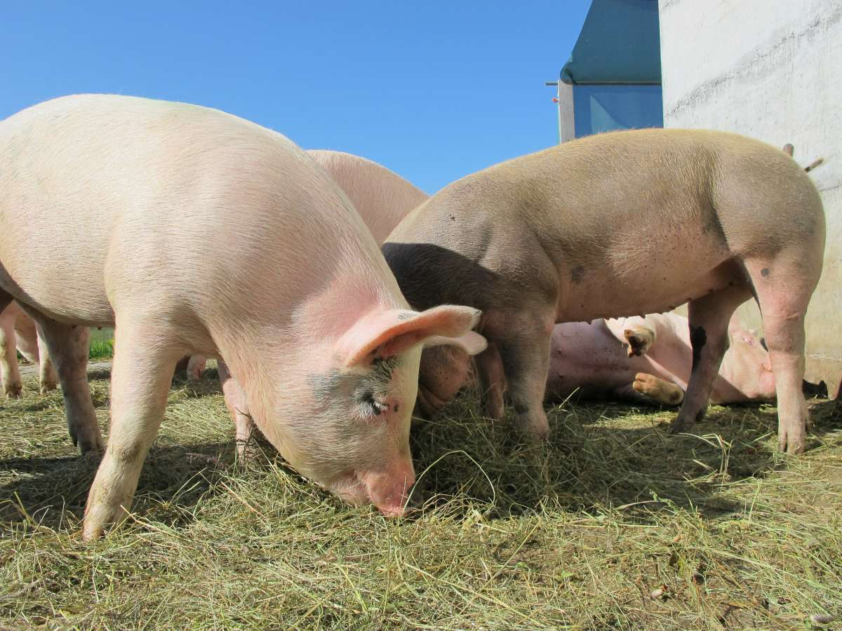 TheNewBionics's tweet photo. United Therapeutics is Developing Transplantable Pig Organs for Humans http://t.co/zZpuxVvXoB via @PopSci #Biotech http://t.co/v8fLgUnJYw