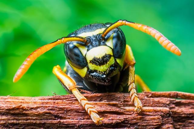 calacademy's tweet photo. Learn to love the wasp: Venom shown to "attack cancer cells while leaving healthy cells alone” http://t.co/Fp7zdfefpd http://t.co/ZaYHV5FEZy