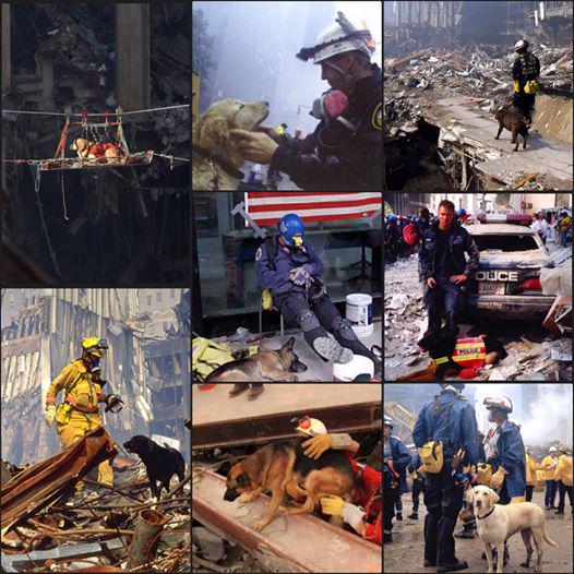 Love for Animals tweet media