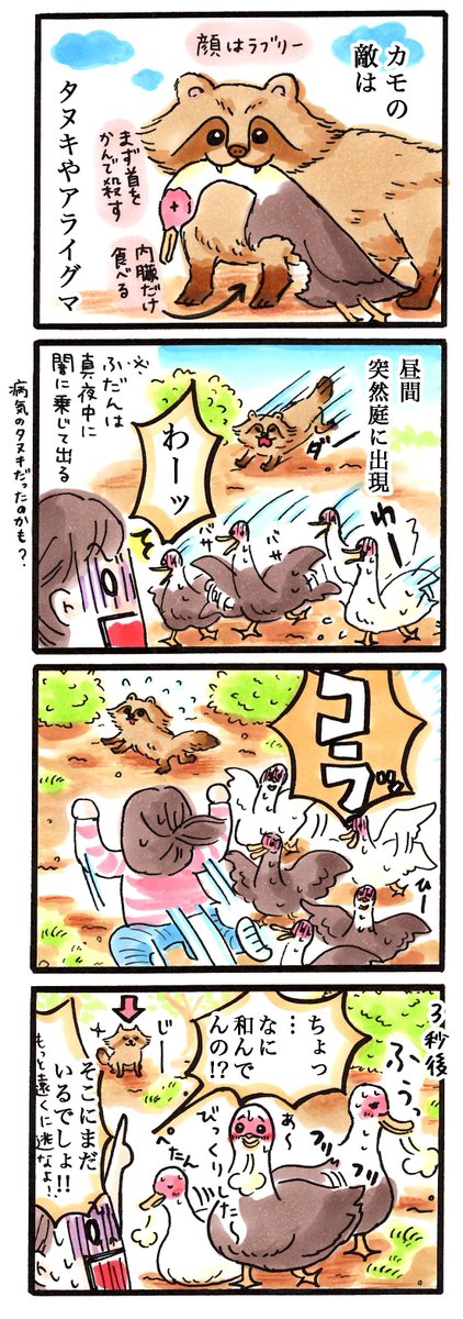 動物4コマ日記#23「タヌキあらわる」#鳥 #4コマ 