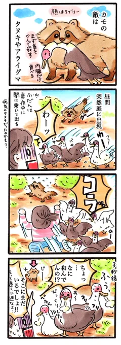 動物4コマ日記#23「タヌキあらわる」#鳥 #4コマ 