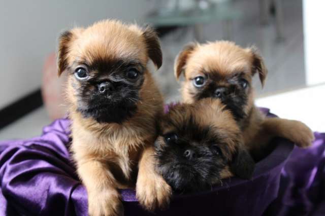 iRazasdePerros's tweet photo. Raza: Grifon de Bruselas
Origen: Bélgica
Peso: 3.5 y 6 Kg
Tamaño: Pequeño
Carácter: Equilibrado, alerta, altivo, leal http://t.co/6asFv48QqR