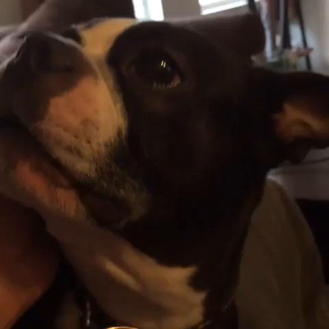 Versaapp's tweet image. Here's a video: versaapp.com/v/895-Y7W.mov I made with the Versa App: versaapp.com