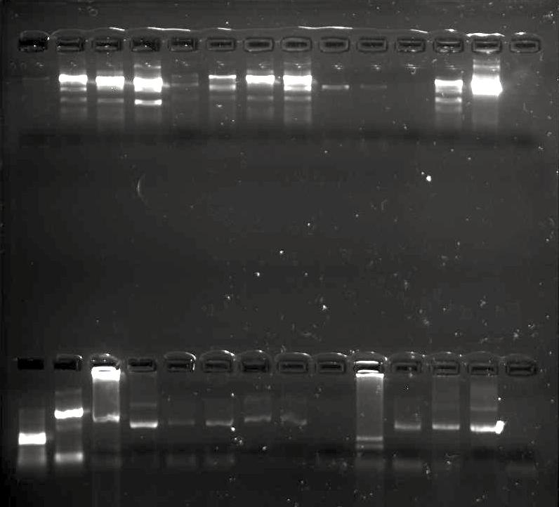 skarabokanto's tweet image. #PCRproblems