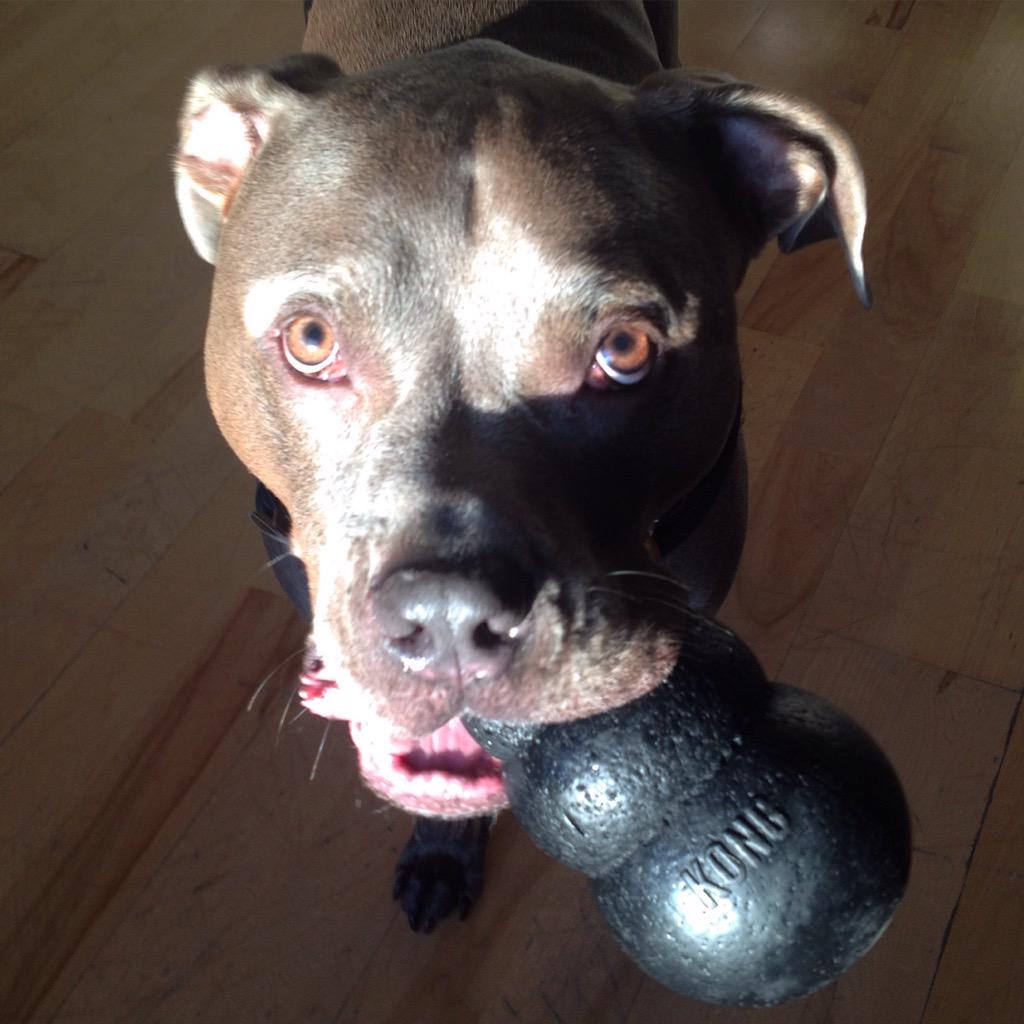 ApolloThePit's tweet image. Look into my eyes! U WILL play wit me! #dogs #dogsoftwitter #pitbulls #cutepets #friday #bluenose #doglover #pits