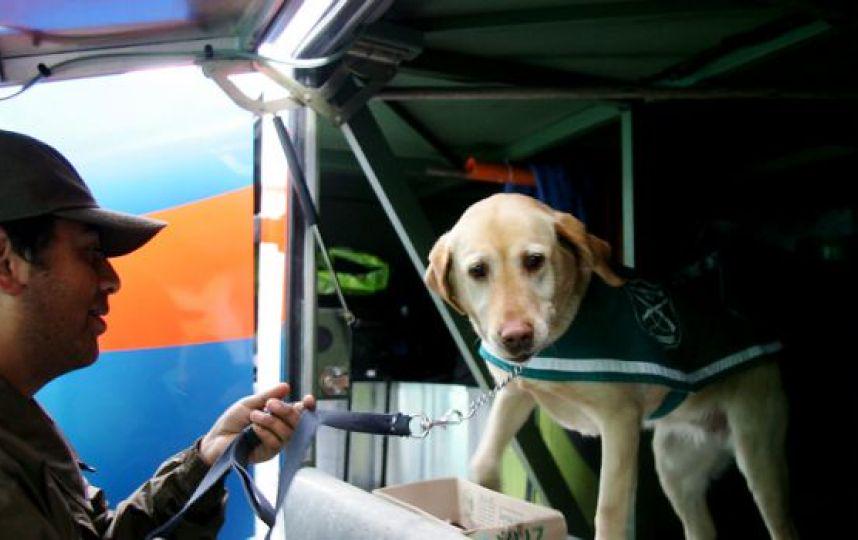 MiningLegal's tweet photo. Temuco: sancionan a perro antidroga por error en procedimiento, por lo cual será trasladado a la perrera de Stgo http://t.co/WEedFf12r7