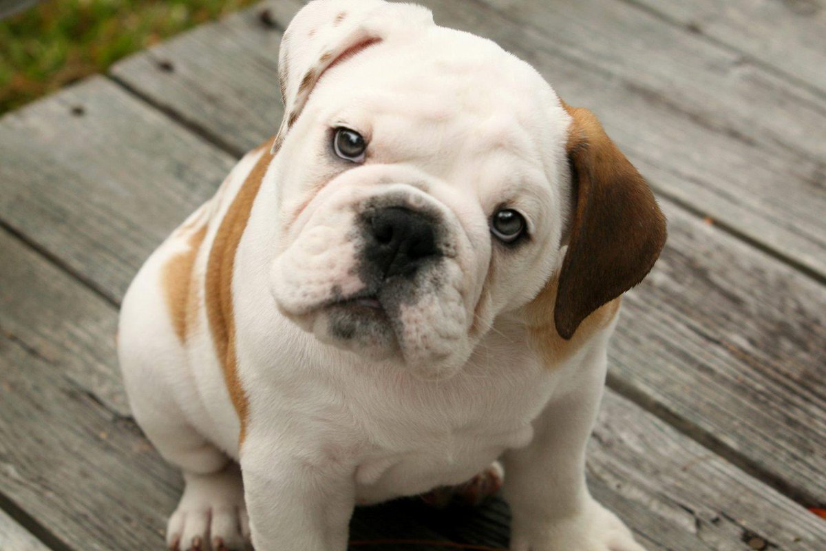 iRazasdePerros's tweet photo. Raza: Bulldog
Origen: UK
Peso: 18 a 25kg
Tamaño: Mediano
Carácter: Alerta, valiente, leal, dependiente, valeroso http://t.co/ckz8wcR7sN
