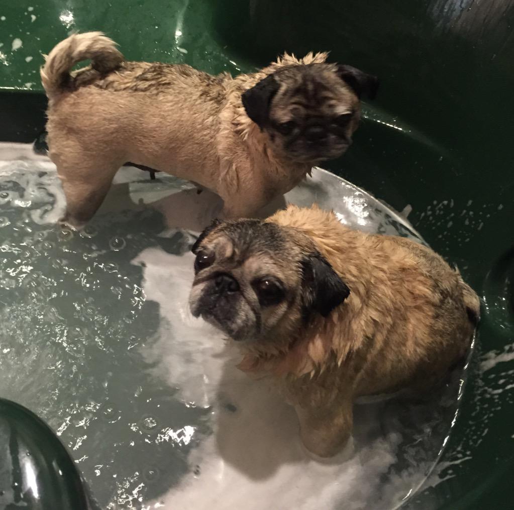 snuggle_pugs's tweet photo. 2 pugs in a tub! It takes a lot to get us looking and smelling beautiful! #puglife #bathtime #prettypugs http://t.co/7bgYYG76PG