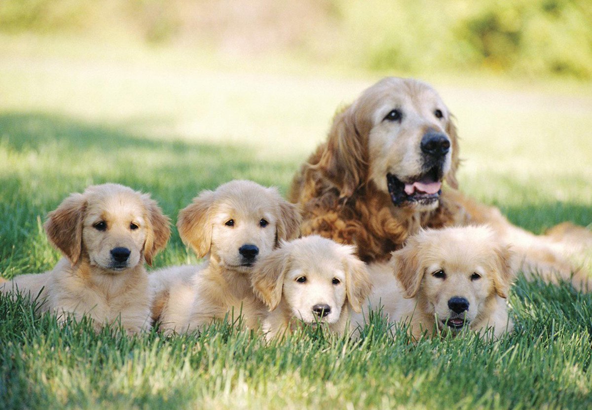 iRazasdePerros's tweet photo. Raza: Golden Retriever
Origen: UK
Peso: 27 a 36 kg
Tamaño: Grande
Carácter: Inteligente, vivaz, ágil devoto compañero http://t.co/dimMM0cglu