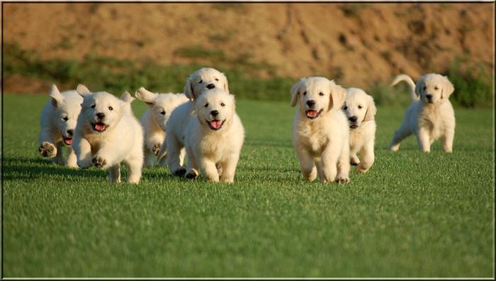 iRazasdePerros's tweet photo. Raza: Golden Retriever
Origen: UK
Peso: 27 a 36 kg
Tamaño: Grande
Carácter: Inteligente, vivaz, ágil devoto compañero http://t.co/dimMM0cglu