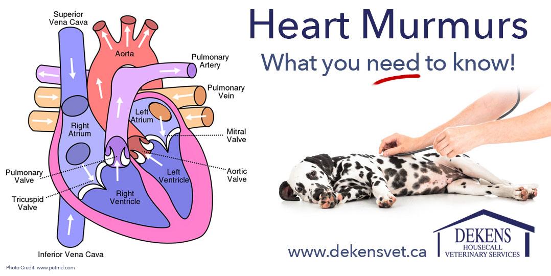 NEW on the blog: Heart Murmurs and Your Pets – What You Need to Know!
dekensvet.ca/2015/09/heart-… #vet #mobilevet