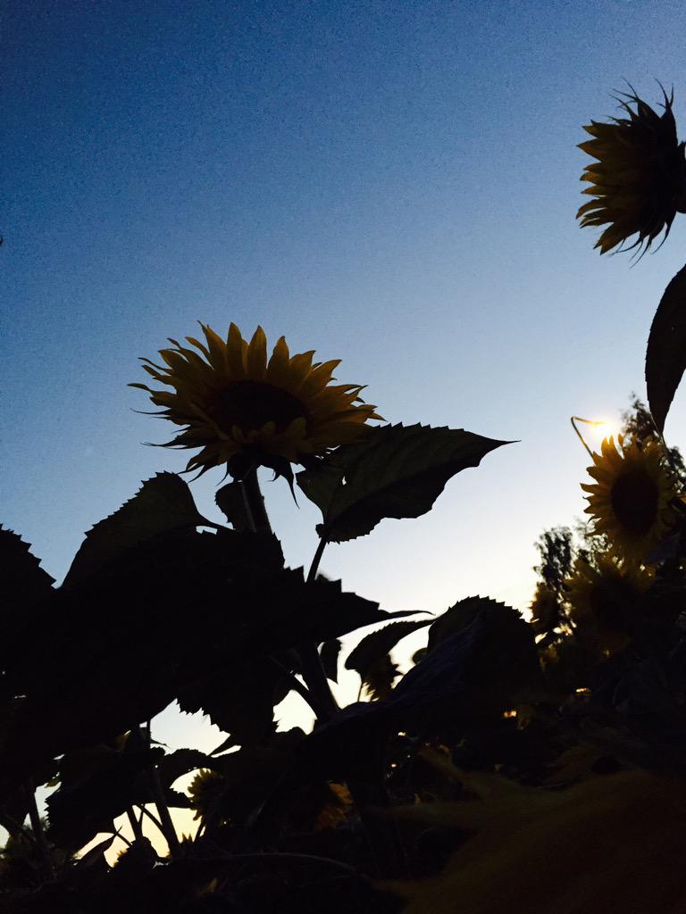 Dimppe_'s tweet photo. 🌻🌻🌻🌻��🌻🌻🌻🌻 http://t.co/ssB3FLBfNl