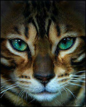 leopard4102's tweet photo. @paradisemariya @aster176562331 @PauloTavares50 @AlexineAud 
I love you dears http://t.co/DsPQAlpBcp
