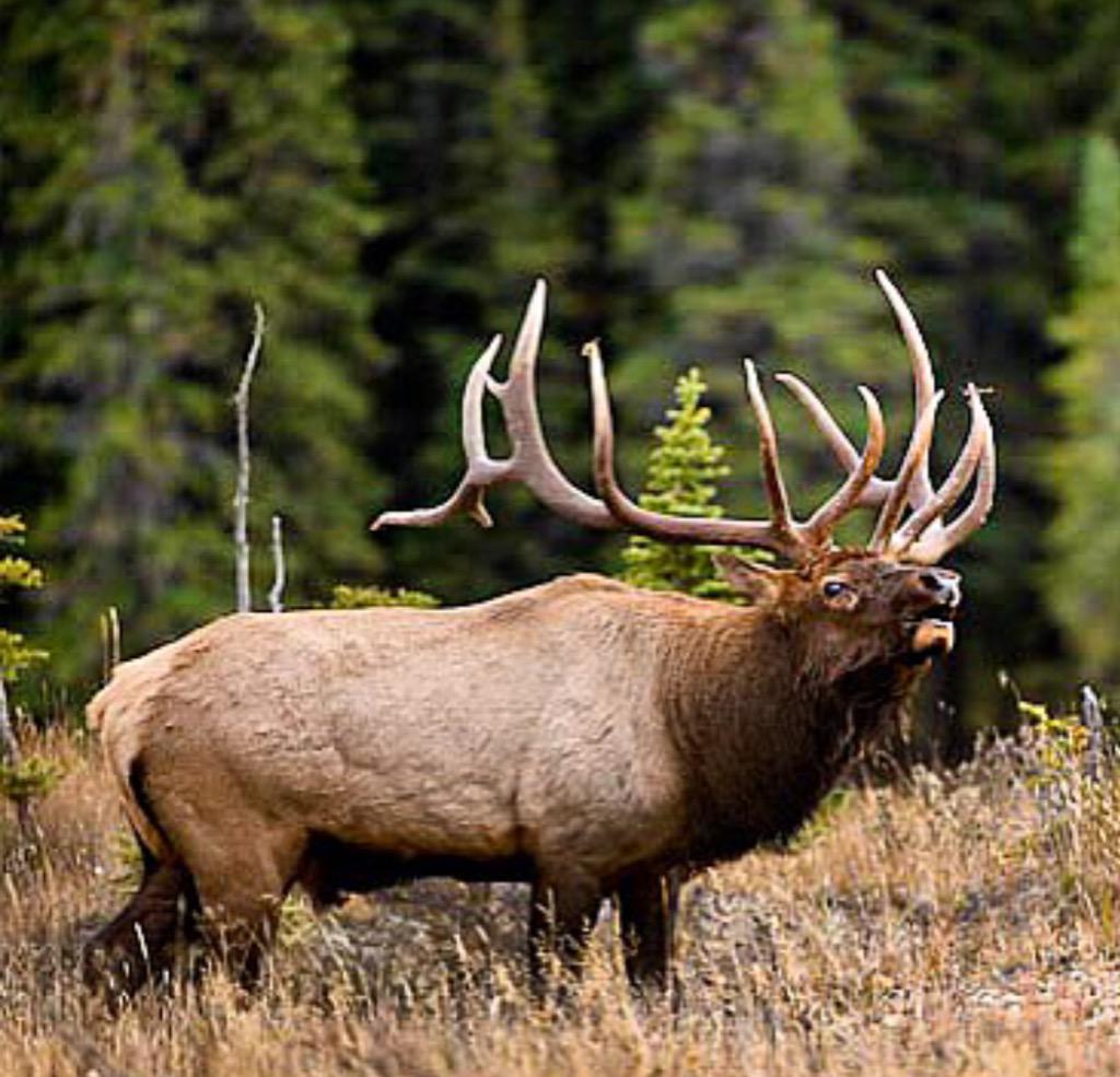 RETWEET if you love observing nature just as much as filing tags!! So thankful for God's creations!