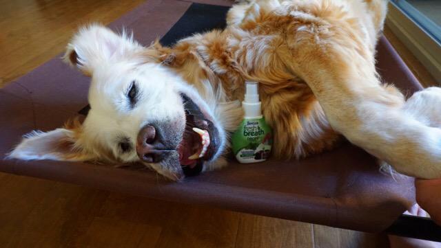 GoldenWoofs tweet media