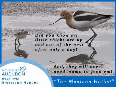 MontanaAudubon's tweet photo. "The Montana Hotlist" week two American Avocet! #ClimateThing, #Shorebirds, #avocet, #SaveOurBirds http://t.co/7tuaNAXG27