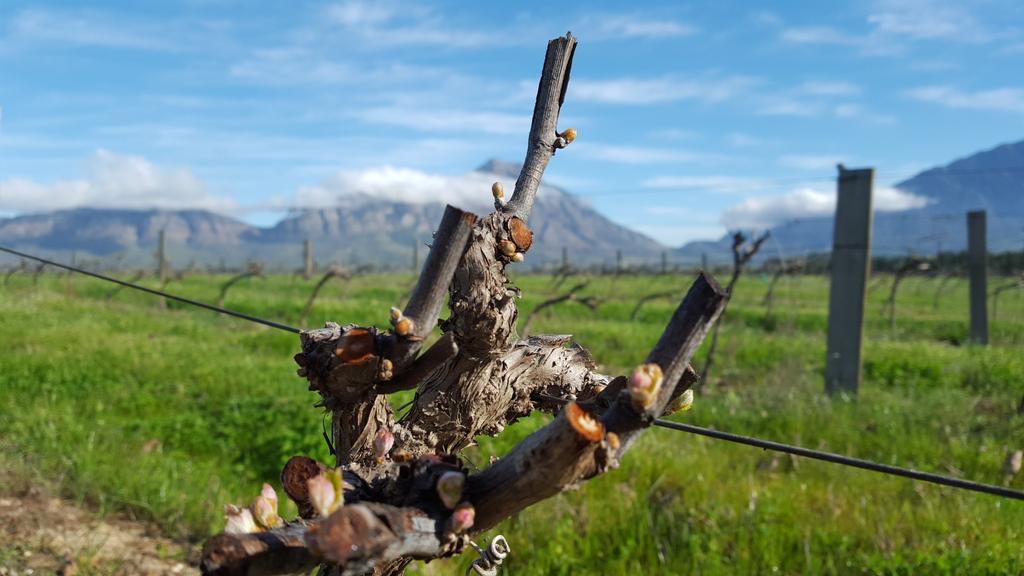 Fertile buds of #PinotageSA at @rijkswines cellar in #Tulbach! Great day with winemaker Pierre Wahl!