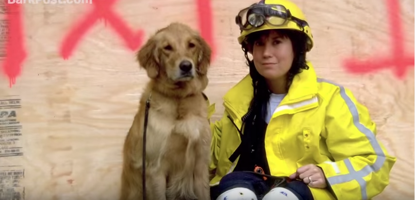 Last Known 9/11 Rescue Dog Treated to Best Day Ever #NeverForget911 goo.gl/KXMqQ8 via @StephenGutowski