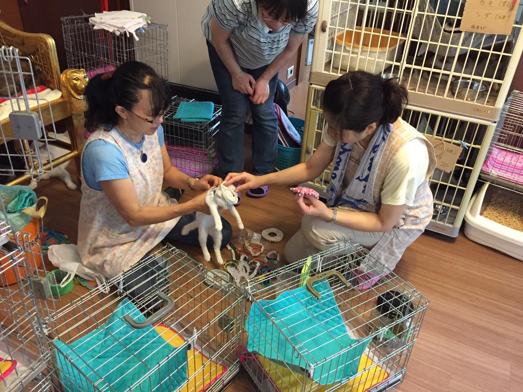 おおあみなおこ 里親会の準備中 みんなかわいくおめかししてもらってこれから素敵な家族を探しましようね 本日12時から青葉台 明和動物愛護病院にて里親会開催です 子猫もいっぱい 可愛い小物いっぱいいますよー Http T Co Mtf81xwagb