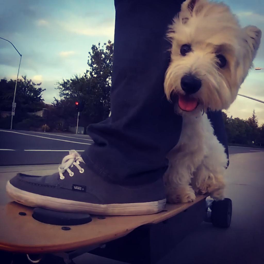 Resultado de imagen para westie sniffing shoes