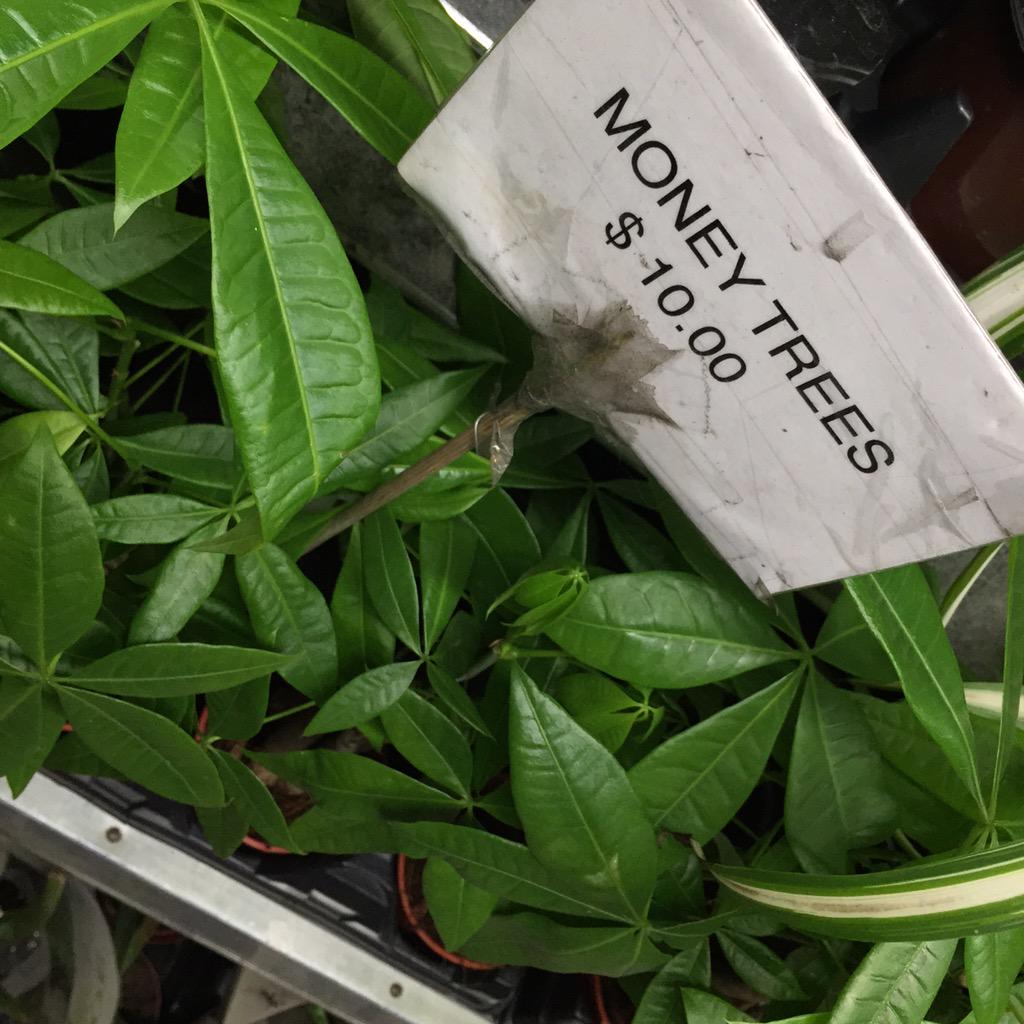 w42st's tweet photo. Seems like the bargain of the century - #MoneyTrees $10 - going fast #9thAve & #w52st #hellskitchen #w42stsentme http://t.co/6zhv8Sj6Lk