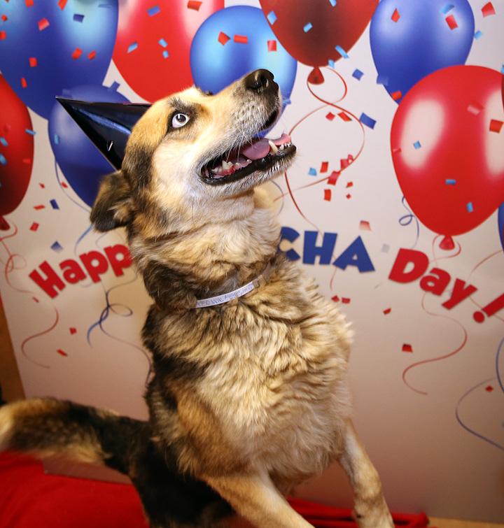 Be part of a life-changing moment at #GotchaDay this weekend. petsmartsocial.com/gotchaday