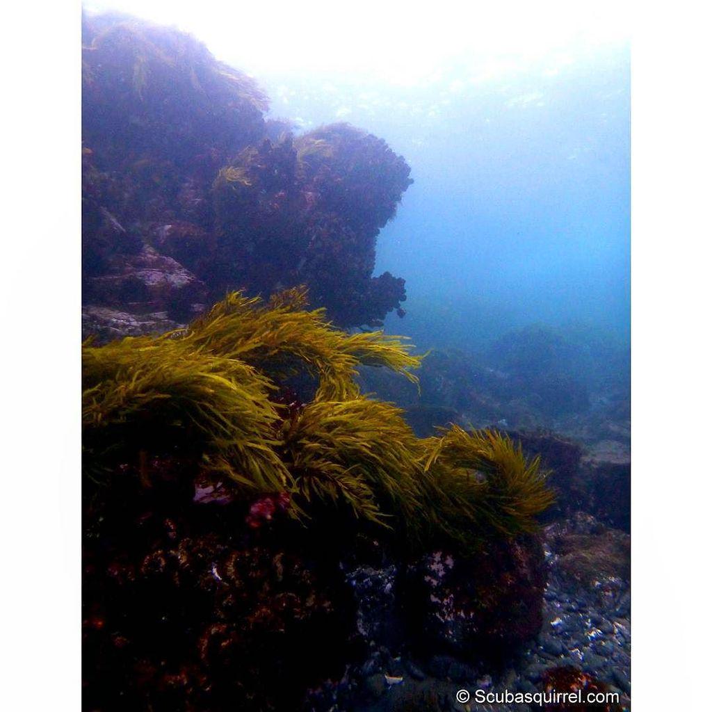 actiontravel_'s tweet photo. #diving #Kiama #UWphoto #UnderwaterPhotography #DiveTravel #SubAquatics #SnorkelSafari #Cl… http://t.co/xE5M0lphe1 http://t.co/3zGmgnAKNm