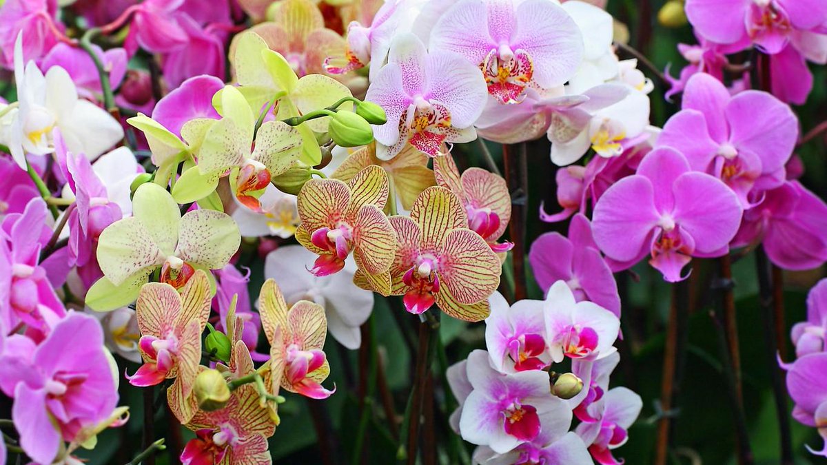 LeafHDInc's tweet photo. #photos of the day
blooming out of pots, climbing on trees or overflowing from baskets
#Orchids
#gardening
#Leafhd http://t.co/vPHbMOsU3N