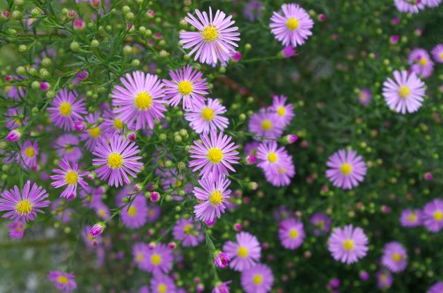 四季の草花bot Twitterissa クジャクアスター 別名 宿根アスター クジャクギク キク科多年草 花期 ９ １０月 小さな花を沢山つけた枝が孔雀の羽のように広がる 丈夫でよく分枝し花持ちがいいので花壇のほか切り花にも使われる Http T Co Ybfwrarq5j Twitter