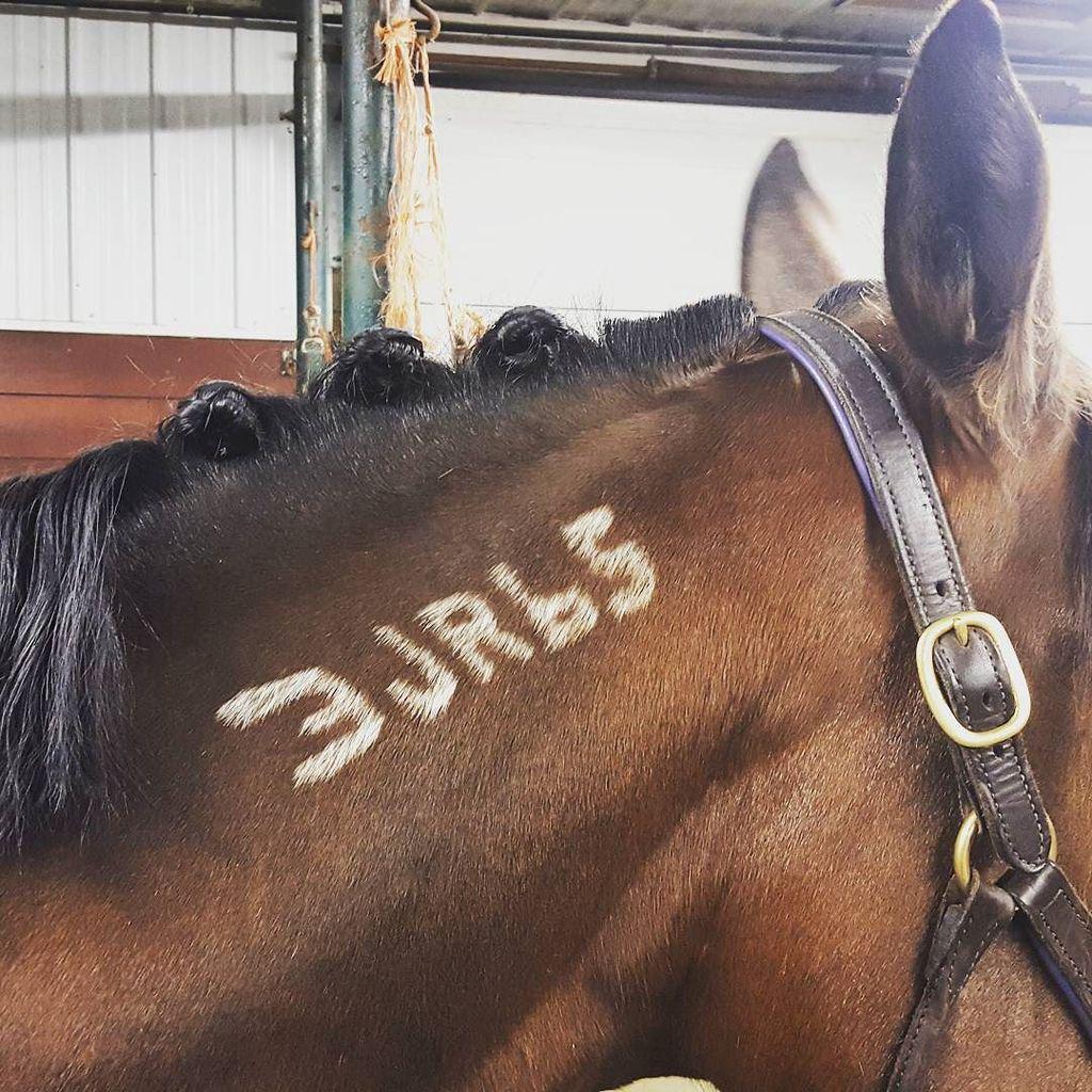 EQPpics's tweet photo. Post by _abtiff: Attempting big boy braids....how'd I do? #dressage #dressagediva #horseshow #buttonbraids #champst… http://t.co/FgnFkDh5fk