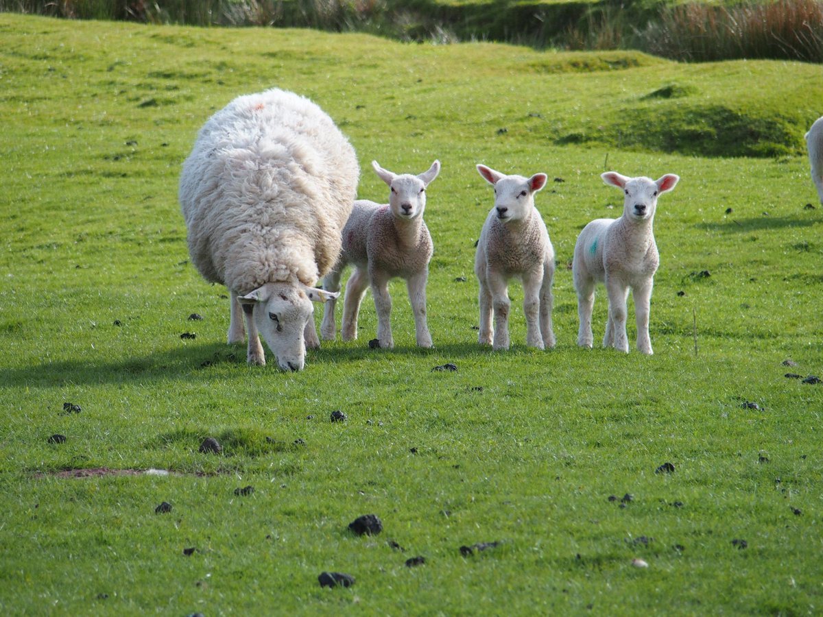 SedberghSheep's tweet photo. come &amp; see the real sheep running down the Main st . 10.30 am @SedberghSheep @visitsedbergh @cumbnews http://t.co/k1cXdgbuNy