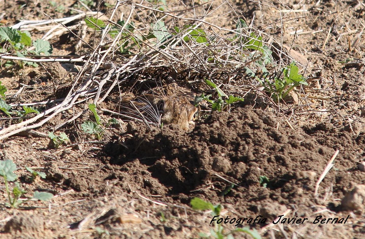 Hoy con el dia asi nublado me da la sensacion de que ya va quedando menos para cambiar de tercio