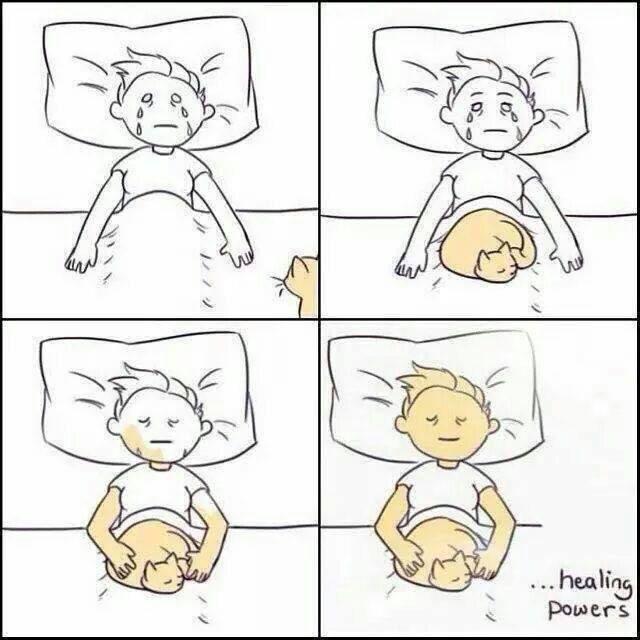 Ashy3026's tweet photo. Missing my kitties 😿 http://t.co/P2tf36PX99