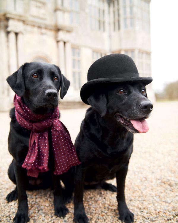 Off to Neighbourhood for our free doggy treats .#hoodrocks