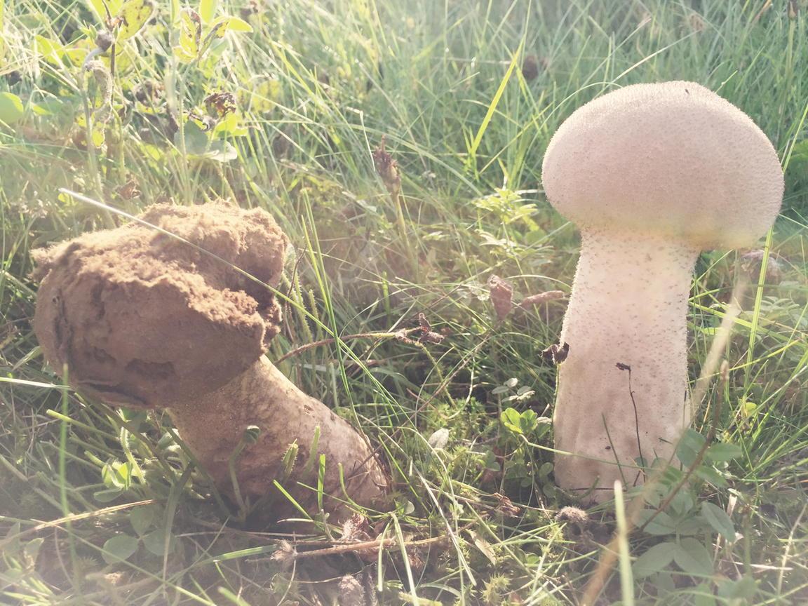 TorHaave's tweet image. Før og etter.... Samtidig ;-p