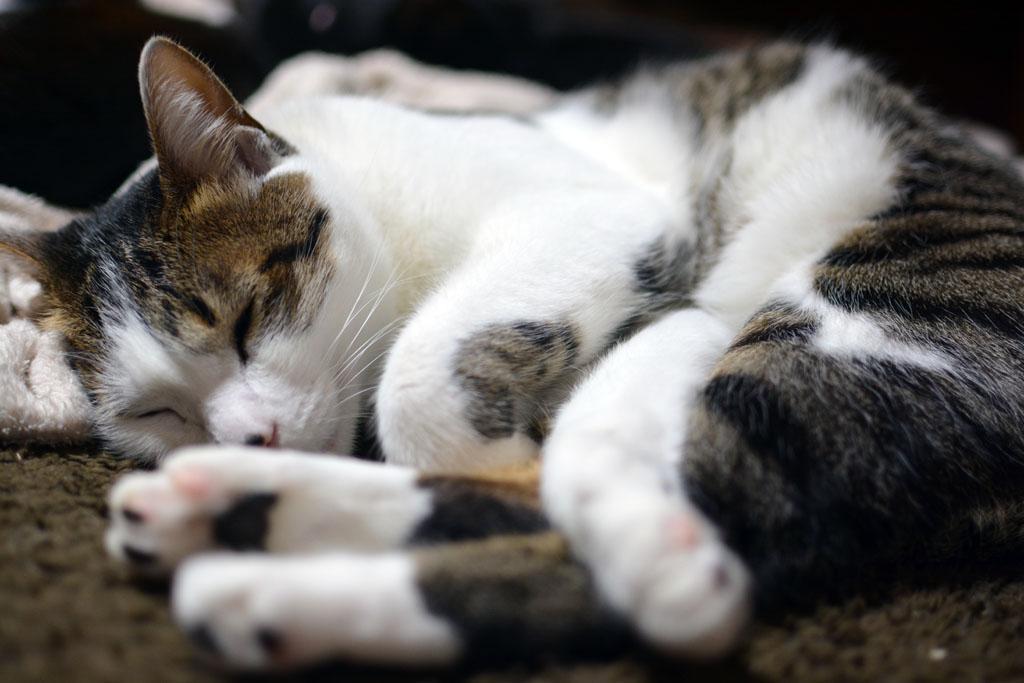 ウチの猫が世界で一番かわいい