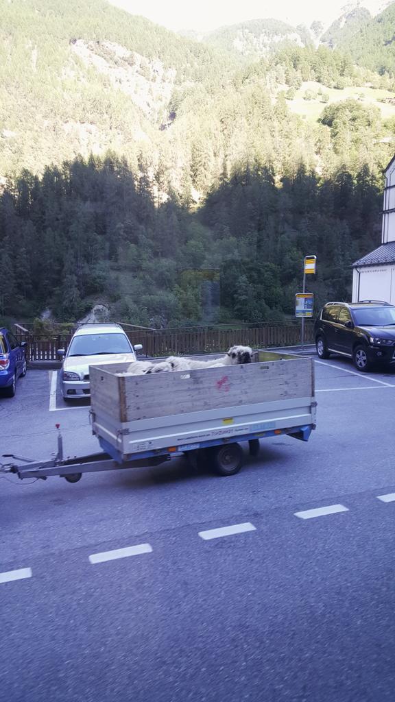 Schwarznasenschafe on the road